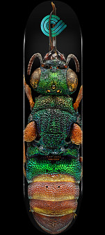 Powell Peralta BISS Ruby Tailed Wasp Skateboard Deck - Shape 244 K20 - 8.5 x 32.08